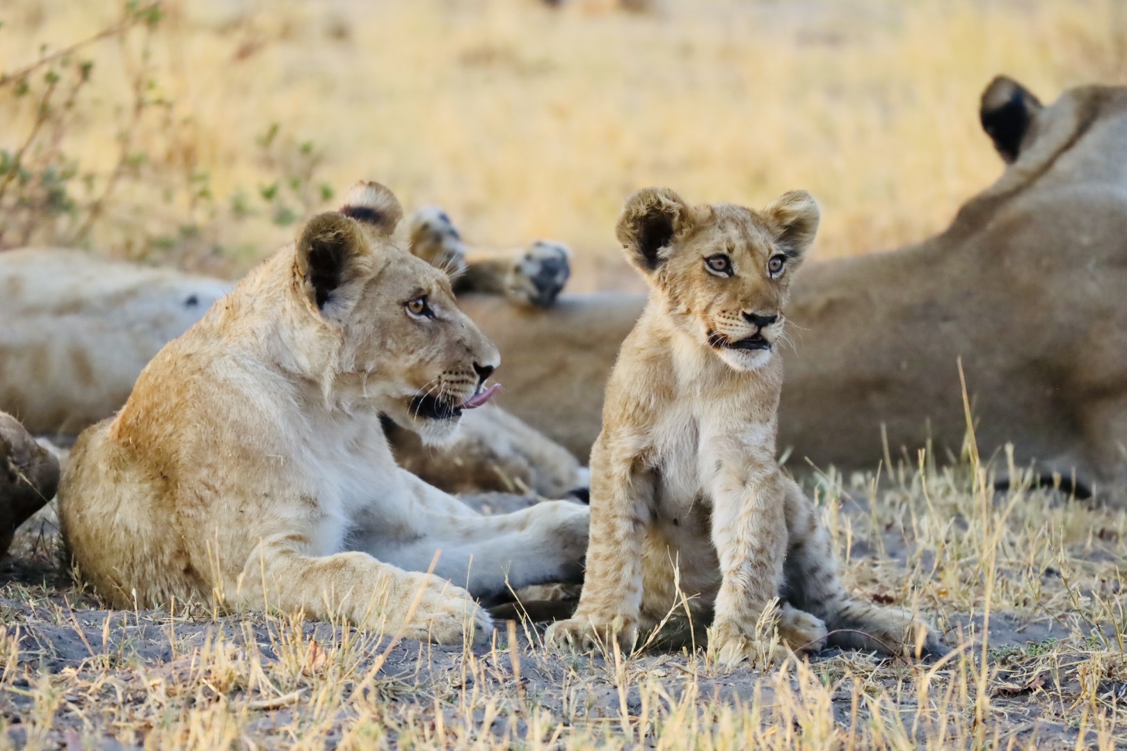 South Africa wildlife and landscape